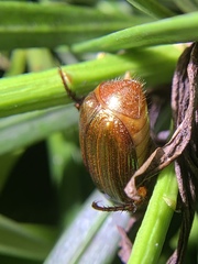 Callistethus marginatus
