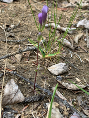 Gentianella propinqua propinqua