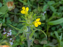 Castilleja lacera