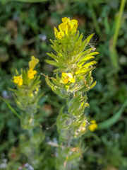 Castilleja lacera
