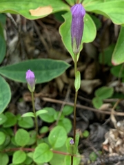 Gentianella propinqua propinqua