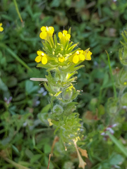 Castilleja lacera