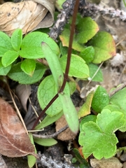 Gentianella propinqua propinqua