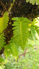 Davallia pectinata