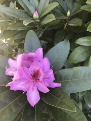 Rhododendron ponticum