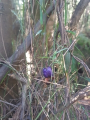 Billardiera macrantha