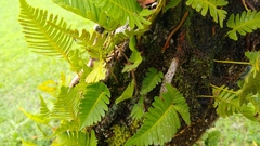 Davallia pectinata