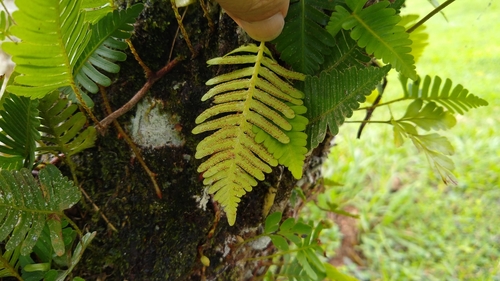 Image of Davallia pectinata by no rights reserved