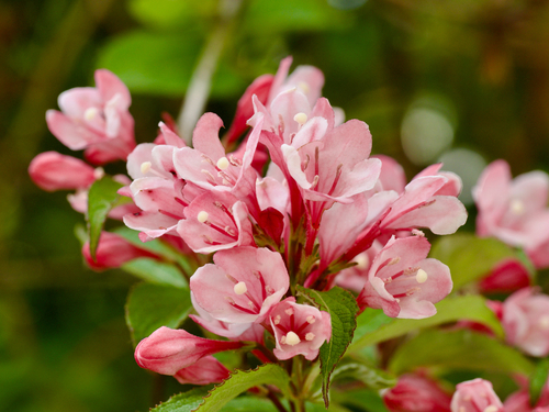 Japanese Weigela (Weigela hortensis)