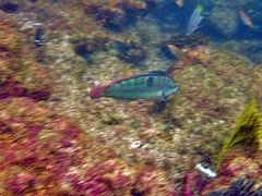 Halichoeres dispilus