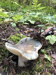 Virescentinae