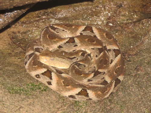 Bolivian Lancehead