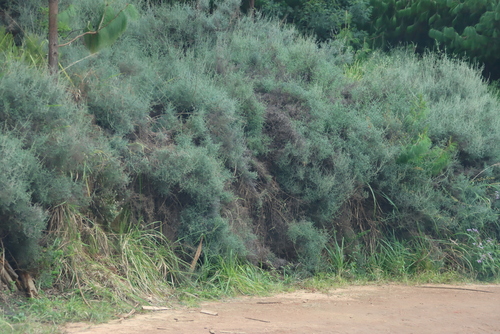 Image of Seriphium burrowsiorum by (c) Tony Rebelo, some rights reserved (CC BY-SA)