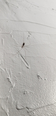 Pholcus phalangioides