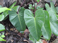 Philodendron erubescens