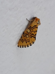 Chrysoecia dela