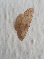 Periclina syctaria