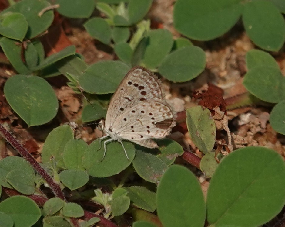 Dark Grass Blue