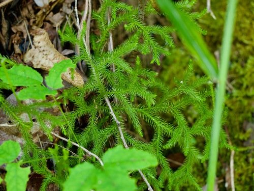 Lycopodium japonicum, photograph 1