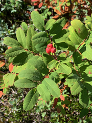 Sorbus sitchensis sitchensis