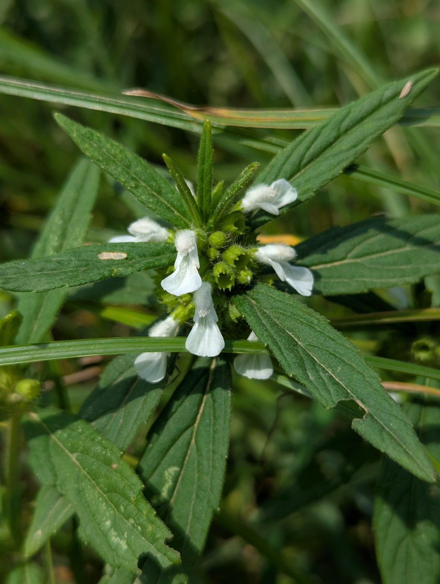 Leucas zeylanica — ảnh 3