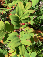 Sorbus sitchensis sitchensis
