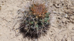Coryphantha robustispina uncinata