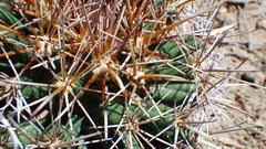 Coryphantha robustispina uncinata