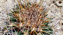 Coryphantha robustispina uncinata