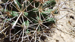 Coryphantha robustispina uncinata
