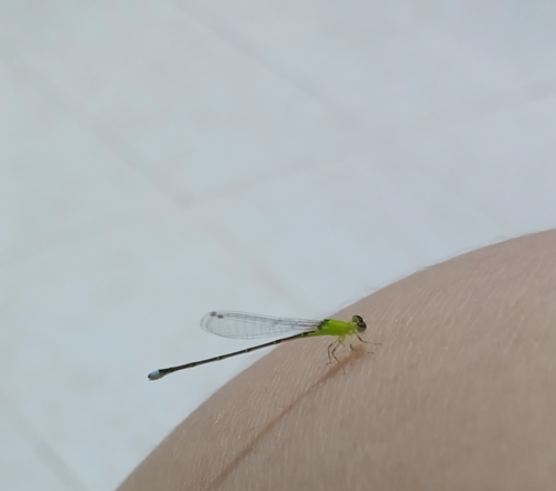 Tiny Forktail