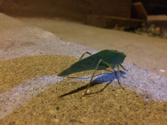 Microcentrum californicum