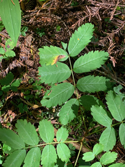 Sorbus sitchensis sitchensis