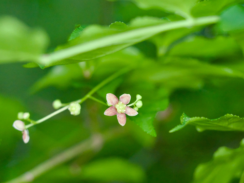 Korean spindle tree (Euonymus oxyphyllus)