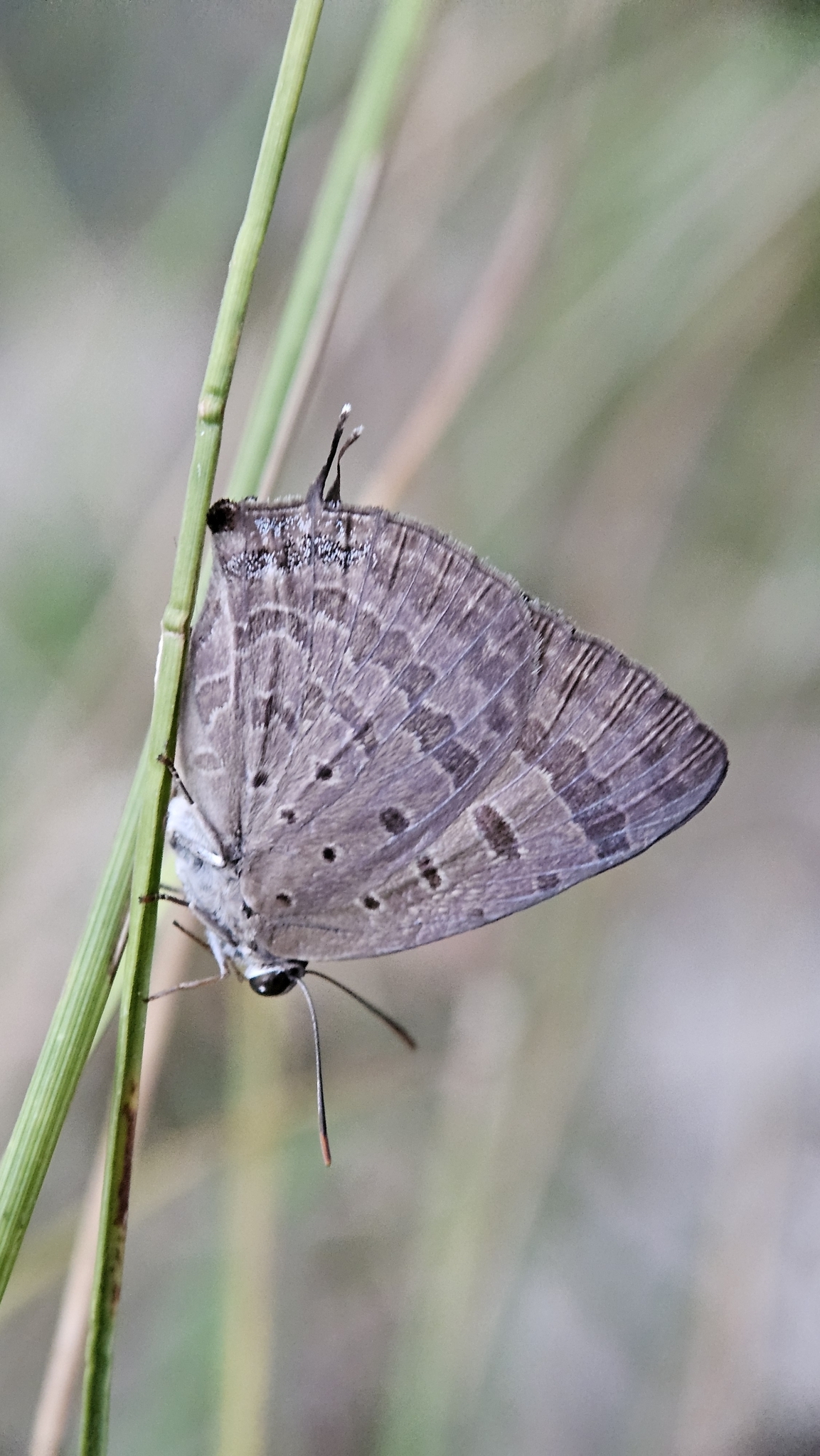 Indian Oakblue