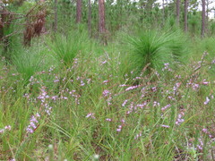 Liatris pauciflora