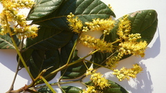 Tachigali densiflora