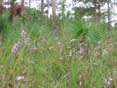 Liatris pauciflora