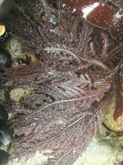 Neoptilota densa