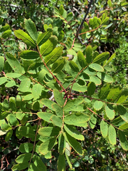 Sorbus sitchensis sitchensis