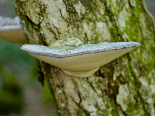 Ganoderma applanatum
