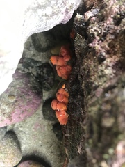 Tubastraea coccinea