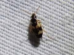 Tetragonoderus fasciatus