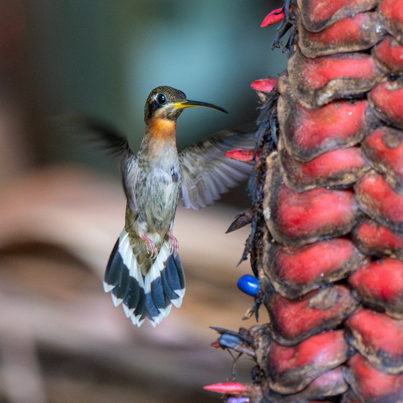 Band-tailed Barbthroat (Threnetes ruckeri), photo 6