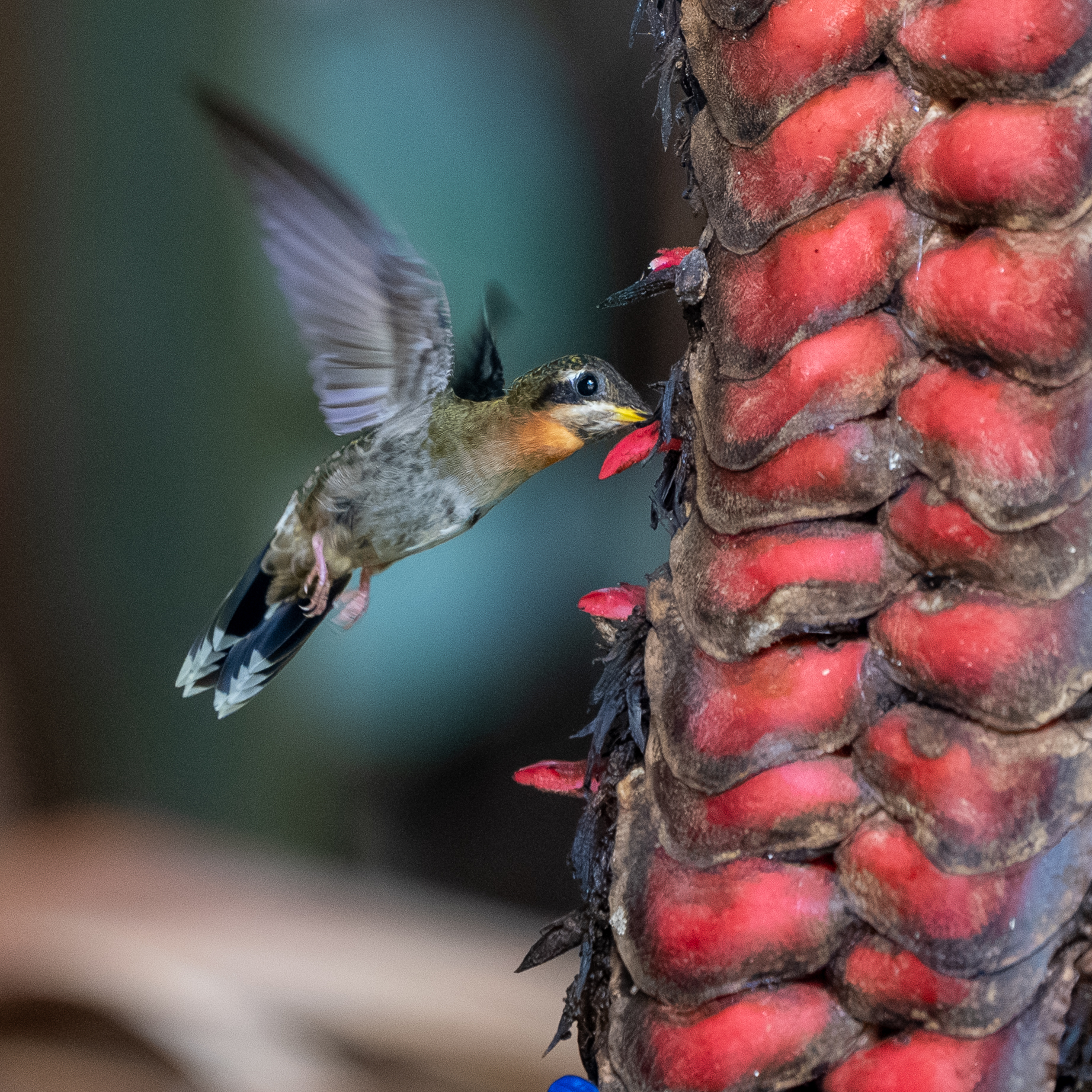 Band-tailed Barbthroat (Threnetes ruckeri), photo 7