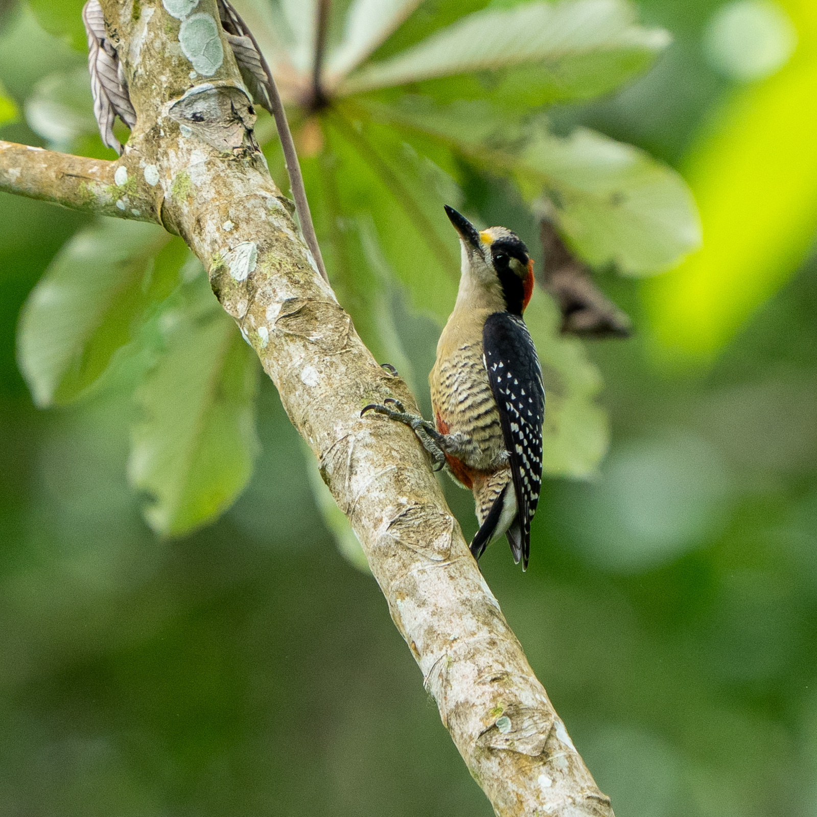 Black-cheeked Woodpecker (Melanerpes pucherani)