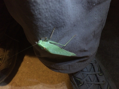 Microcentrum californicum