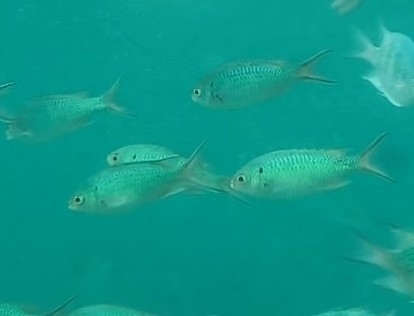 Neopomacentrus anabatoides observed 2025-05-10