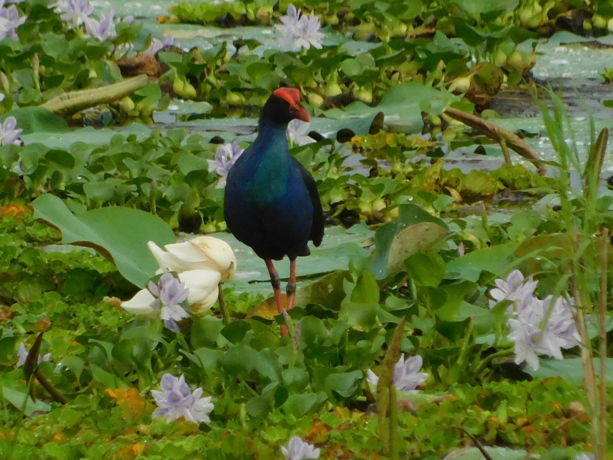 Black-backed Swamphen illustration