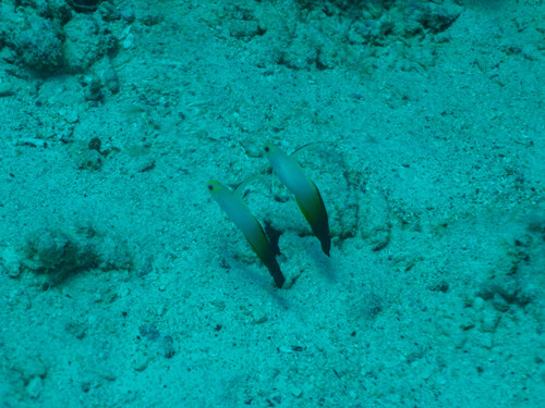 Nemateleotris magnifica